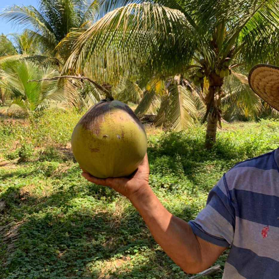 Coconut farmer holding up coconut
